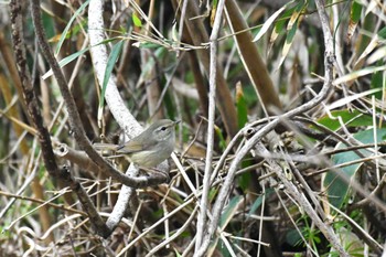 Japanese Bush Warbler 禄剛崎 Sat, 4/23/2022