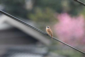 ホオジロ 禄剛崎 2022年4月23日(土)