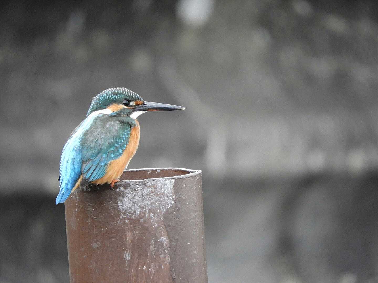 Common Kingfisher