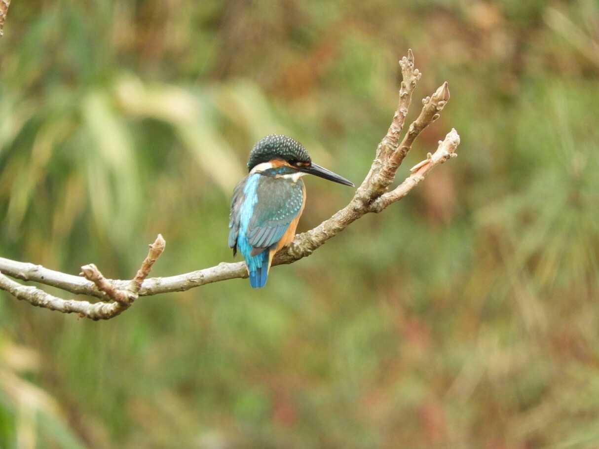 Common Kingfisher