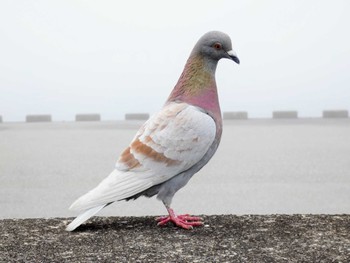 Sat, 4/23/2022 Birding report at 日の出三番瀬沿い緑道