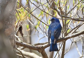 2022年4月23日(土) 須山口登山道の野鳥観察記録