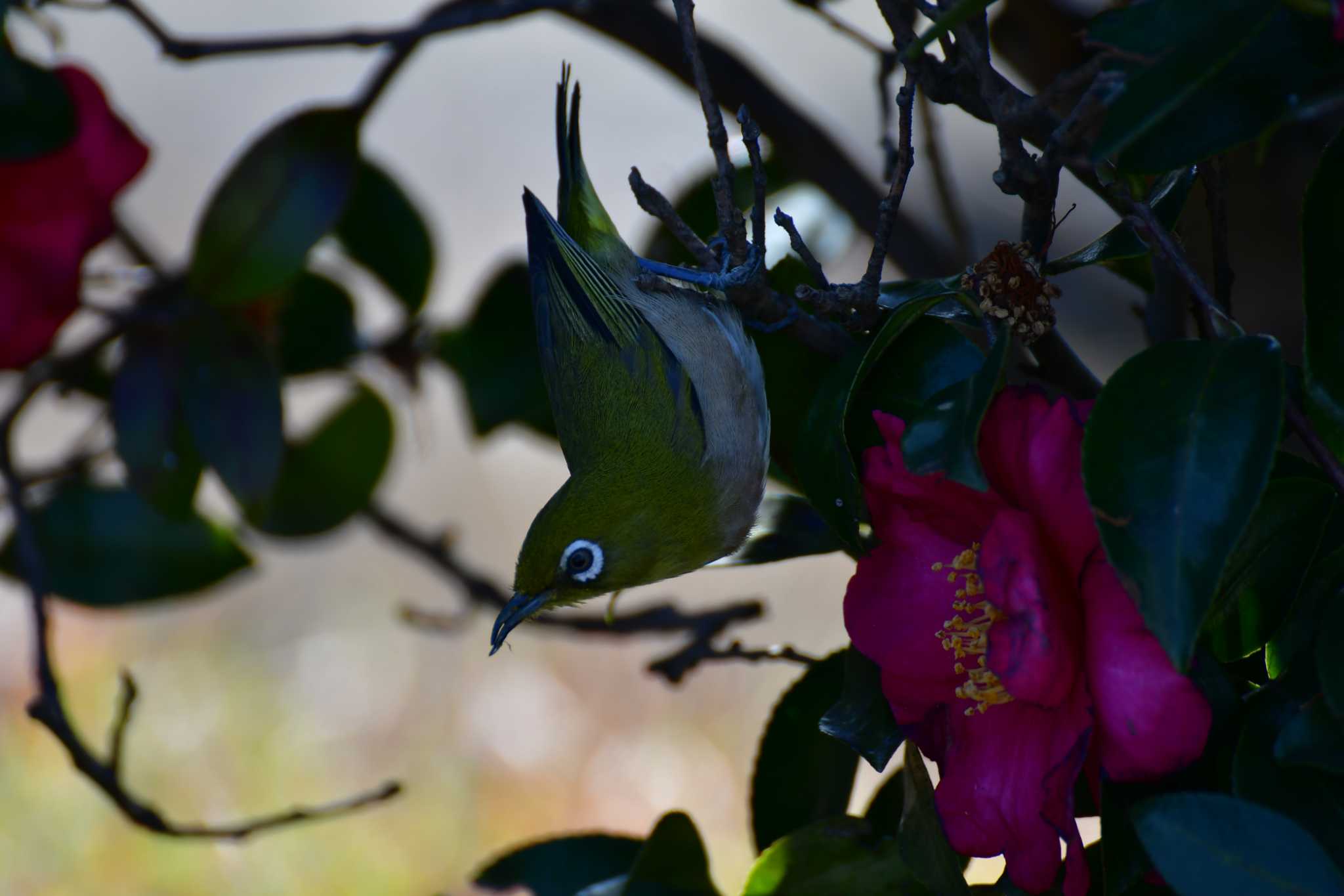 Photo of Warbling White-eye at 弥富野鳥園 by みそ＠VM4A