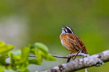 Meadow Bunting 山口県岩国市美和町 Sat, 4/23/2022