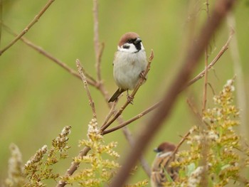 Wed, 11/22/2017 Birding report at 石川県