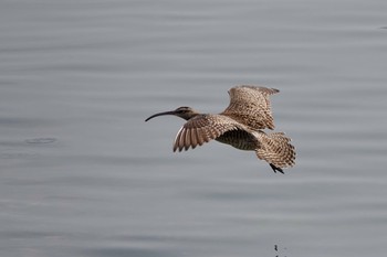 チュウシャクシギ 東京港野鳥公園 2022年4月23日(土)