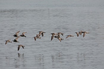 Eurasian Whimbrel Tokyo Port Wild Bird Park Sat, 4/23/2022