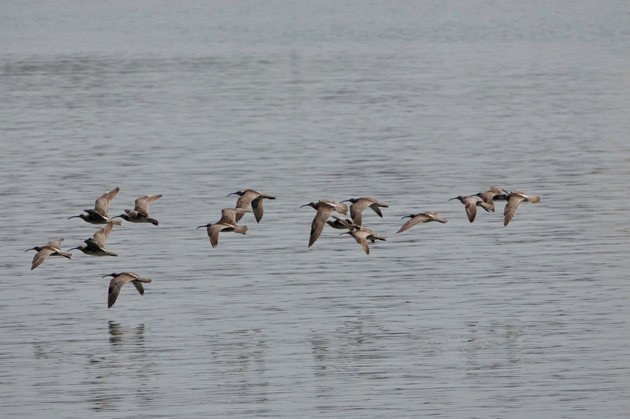 Photo of Eurasian Whimbrel at Tokyo Port Wild Bird Park by ひじり