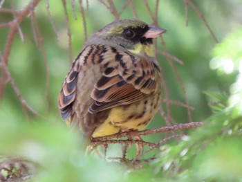 2022年4月23日(土) 西岡公園(西岡水源地)の野鳥観察記録