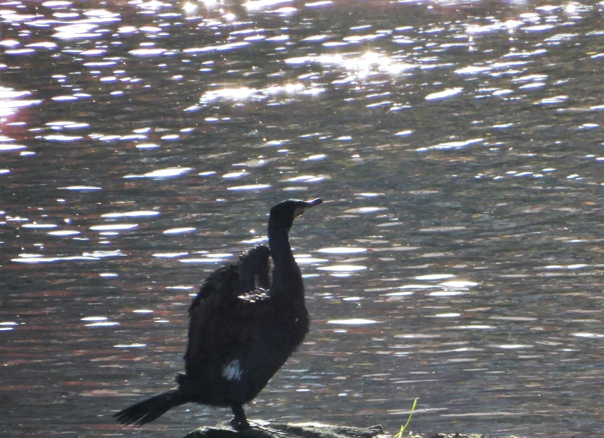 平和の森公園、江古田公園、哲学堂公園、妙正寺川 カワウの写真