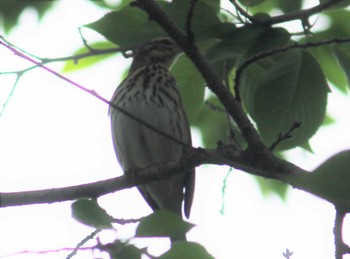 2022年4月23日(土) 大宮公園の野鳥観察記録