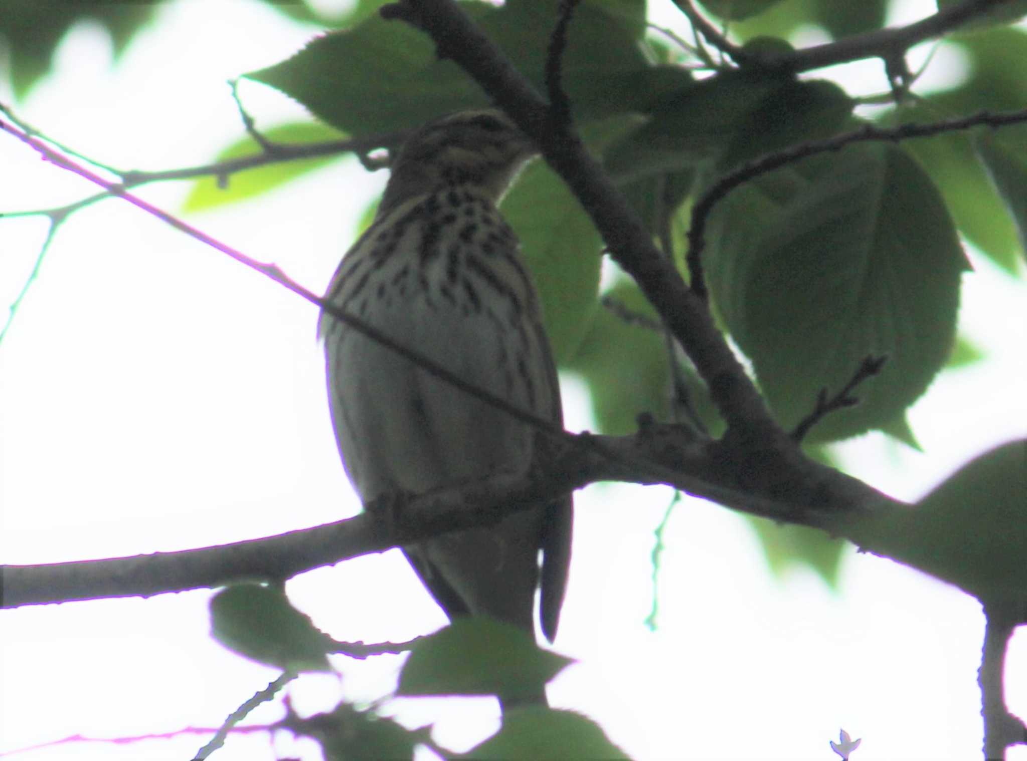 Olive-backed Pipit