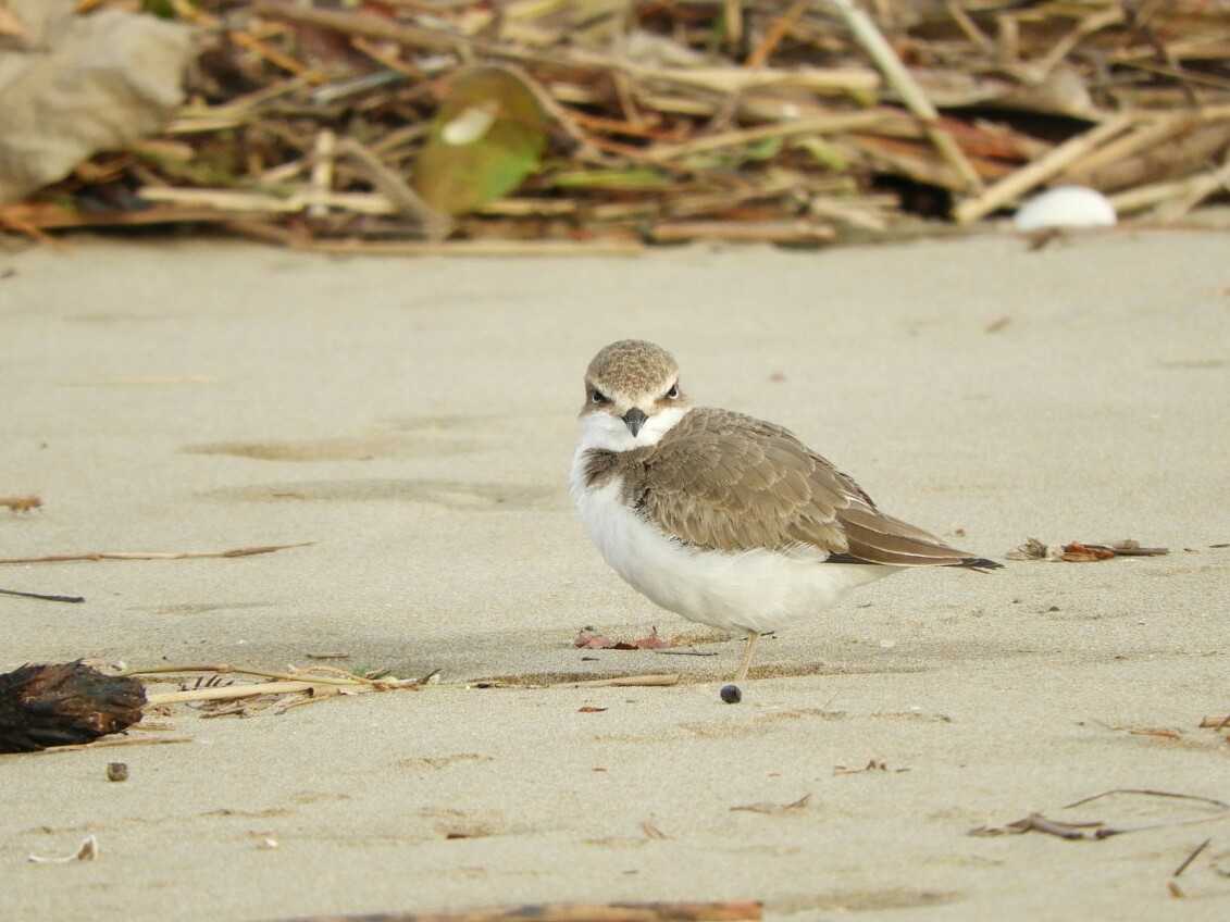 Kentish Plover