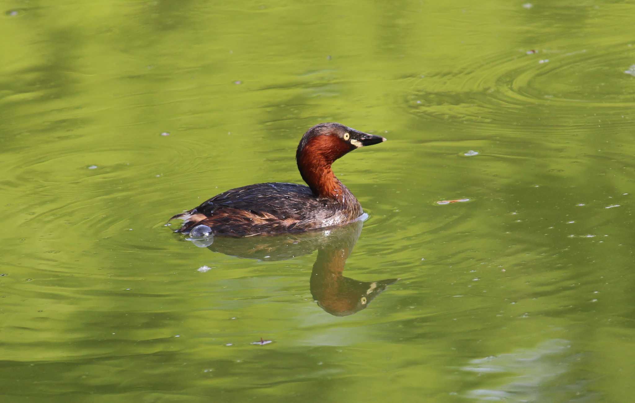 Photo of Little Grebe at Omiya Park by MATIKEN