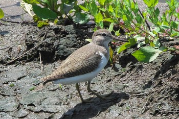 Common Sandpiper 境川遊水地公園 Fri, 4/22/2022