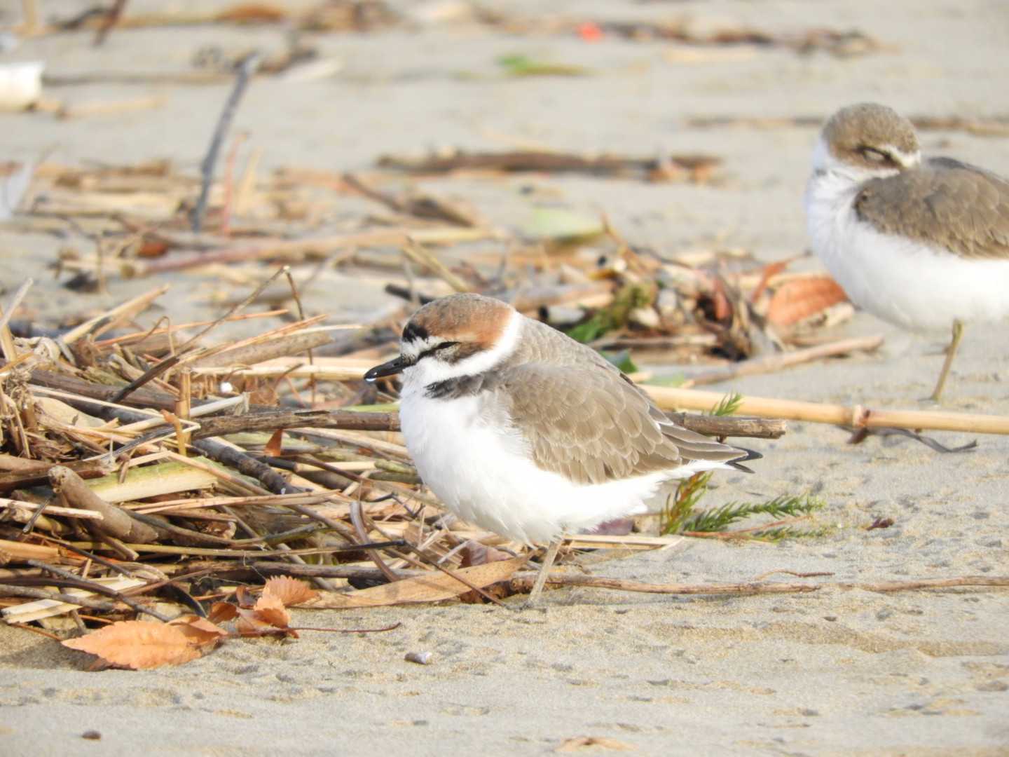 Kentish Plover