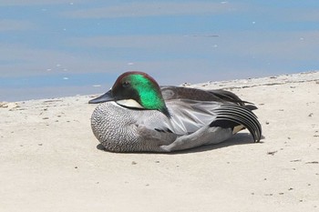 Falcated Duck 境川遊水地公園 Fri, 4/22/2022