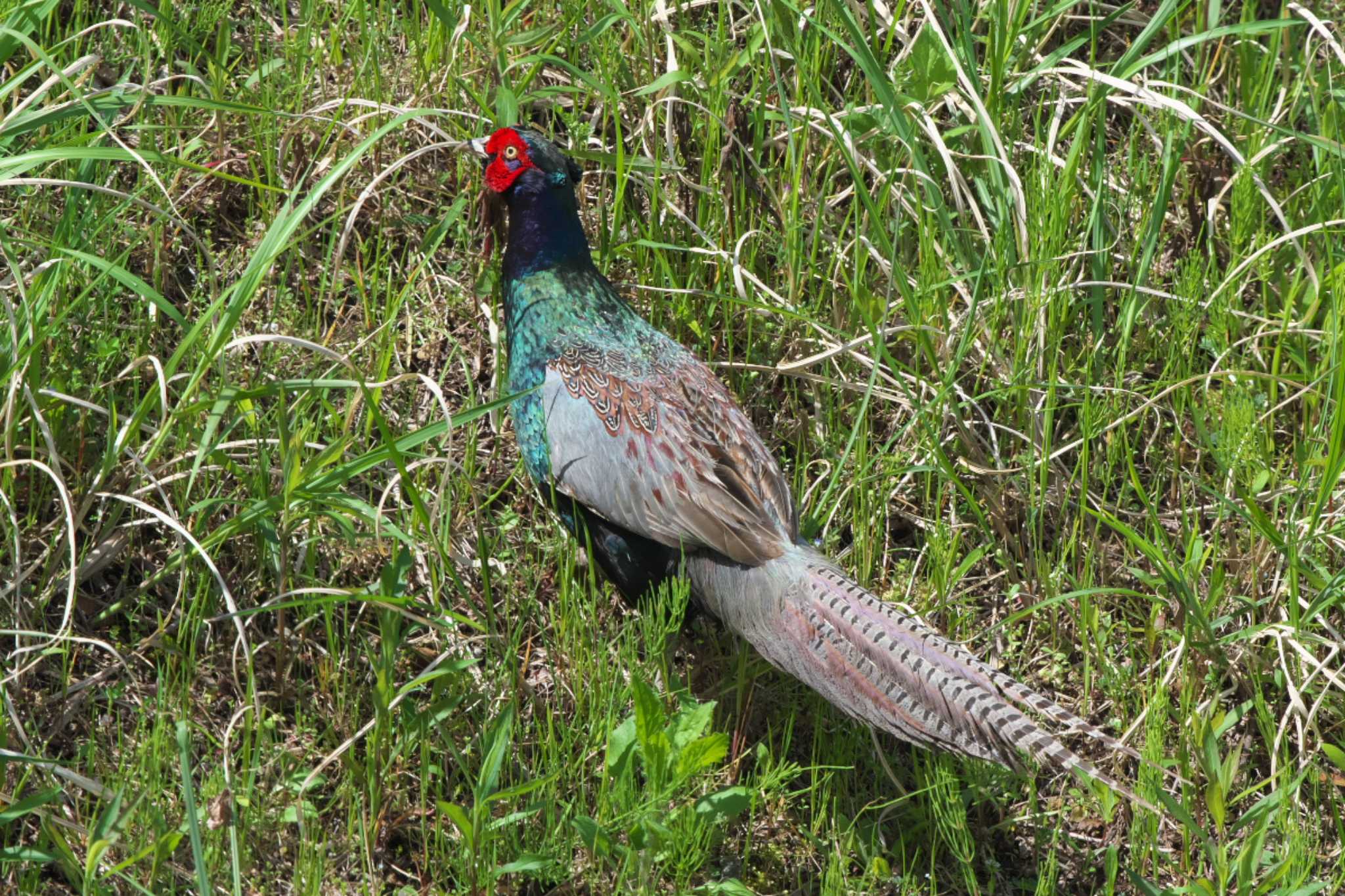 Photo of Green Pheasant at 境川遊水地公園 by Y. Watanabe