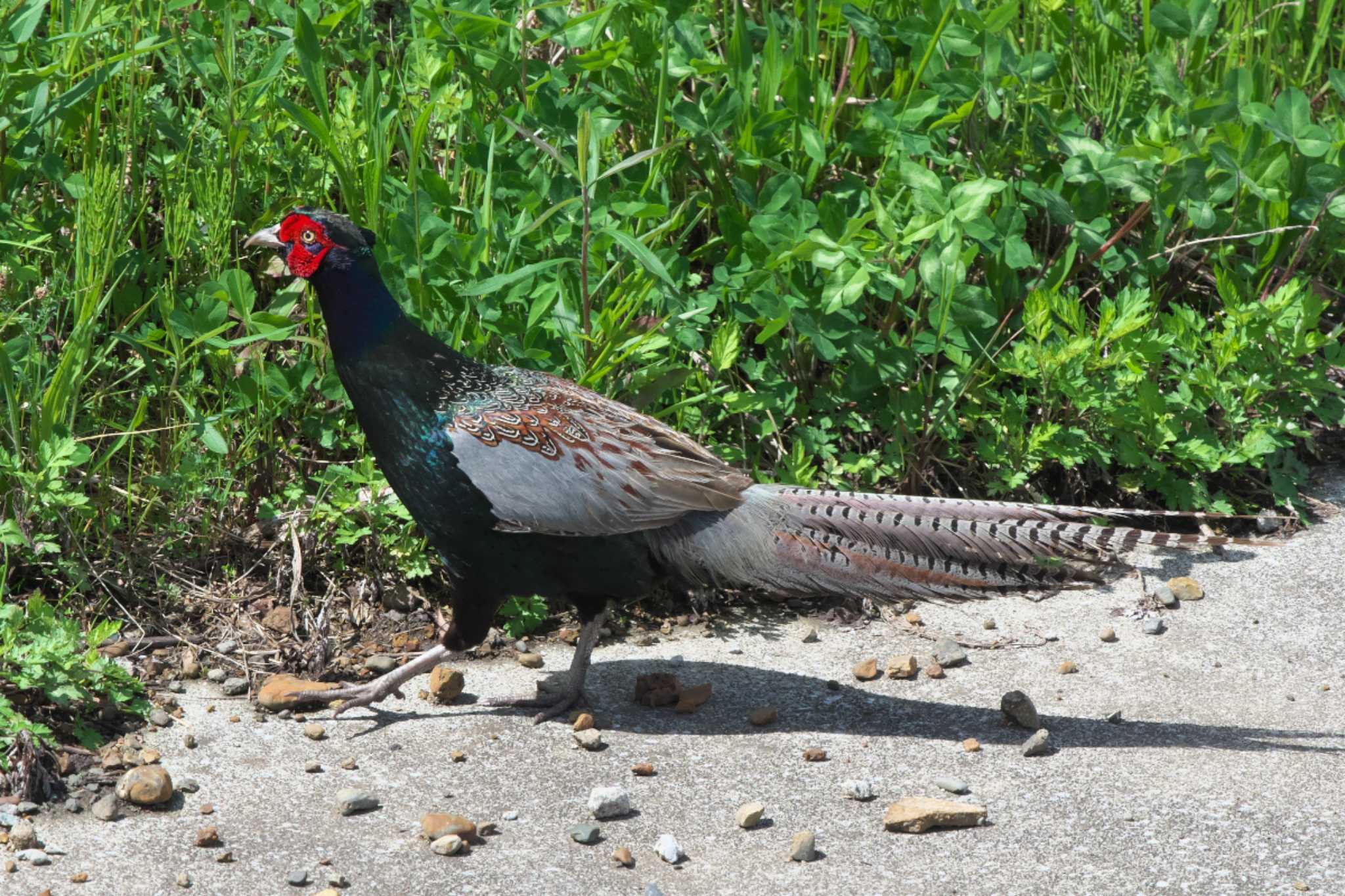 Photo of Green Pheasant at 境川遊水地公園 by Y. Watanabe