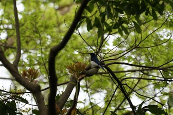 Blue-and-white Flycatcher Matsue Castle Sat, 4/23/2022