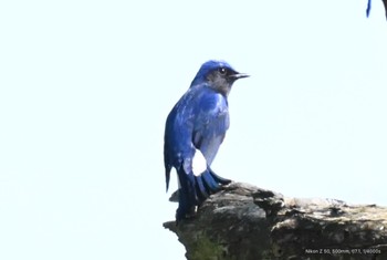 オオルリ 静岡県立森林公園 2022年4月23日(土)