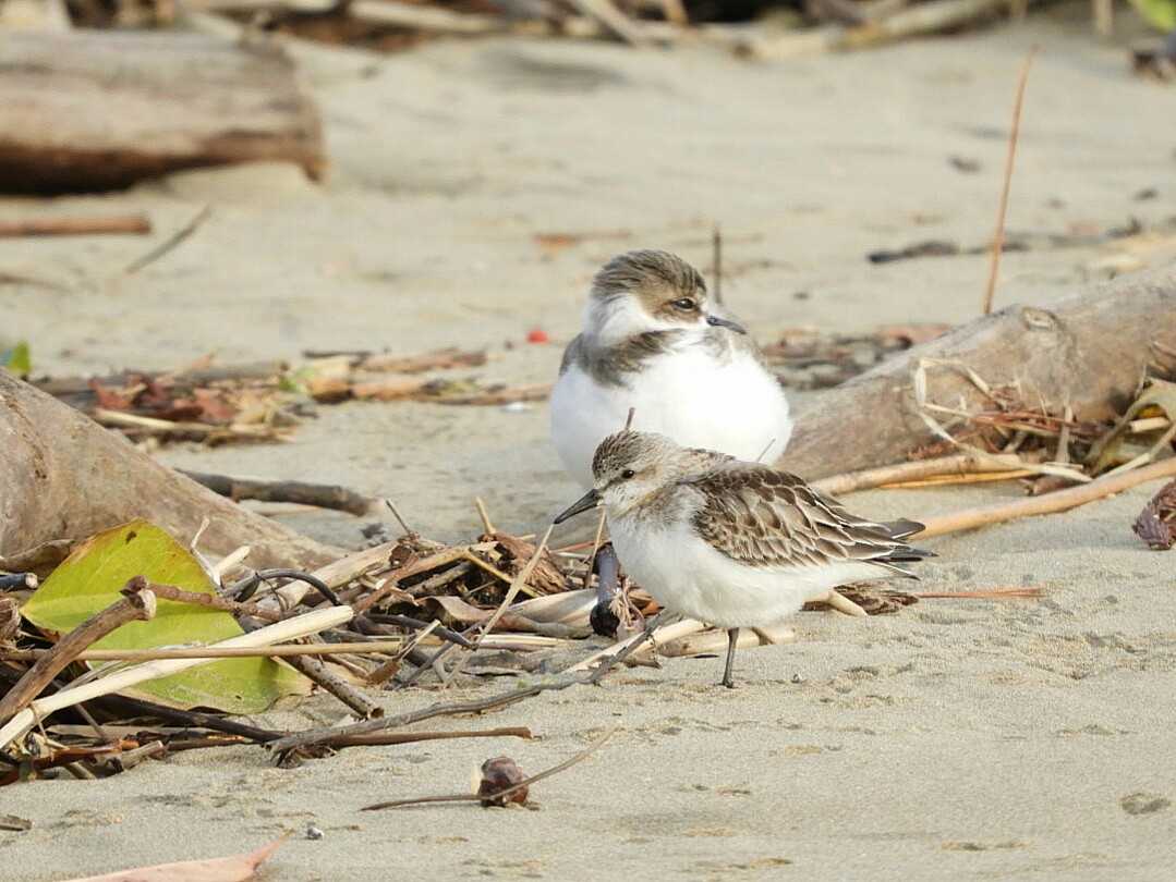 Red-necked Stint