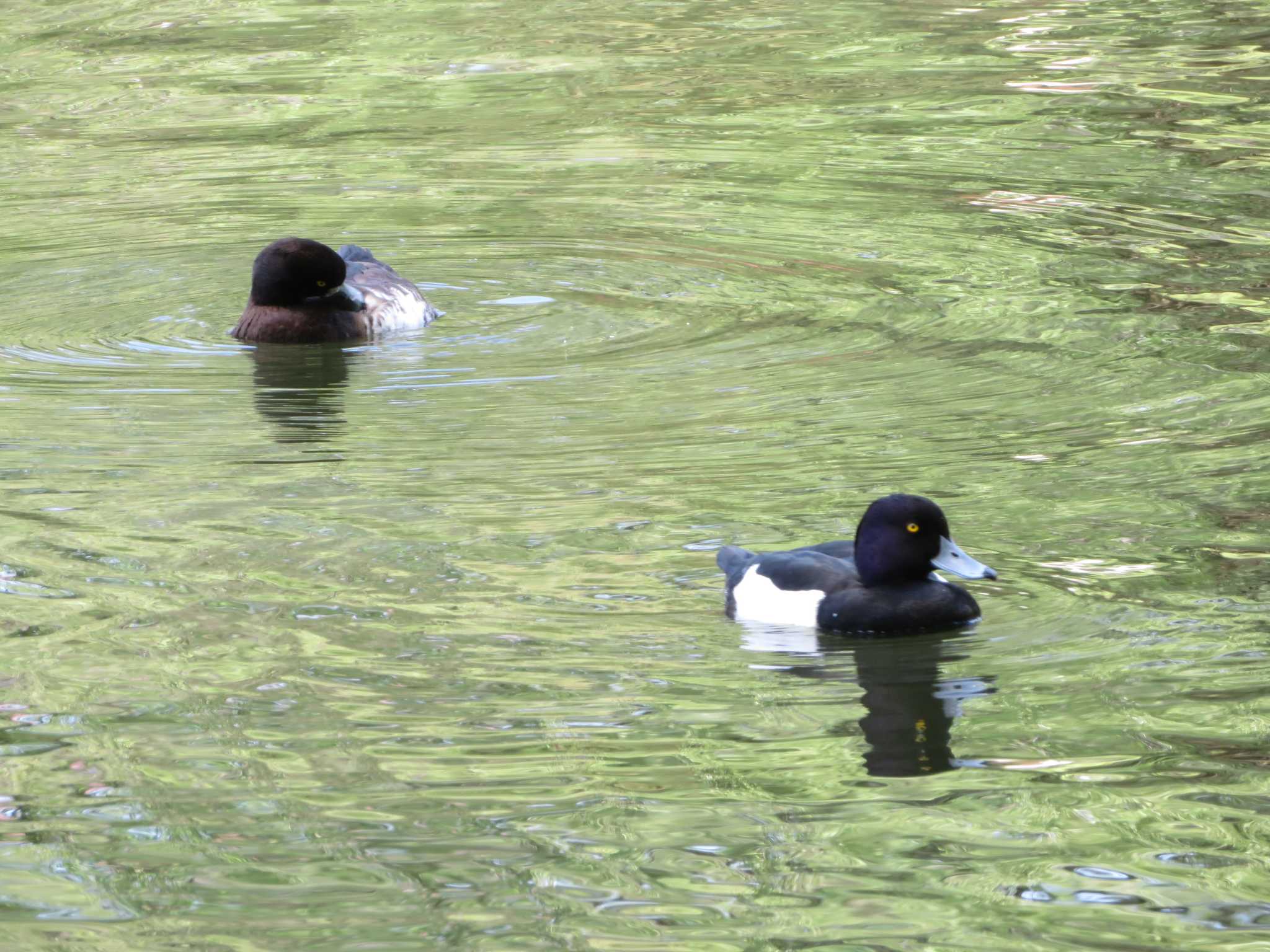 石神井公園 キンクロハジロの写真