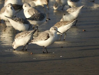 Sanderling 石川県 Wed, 11/22/2017