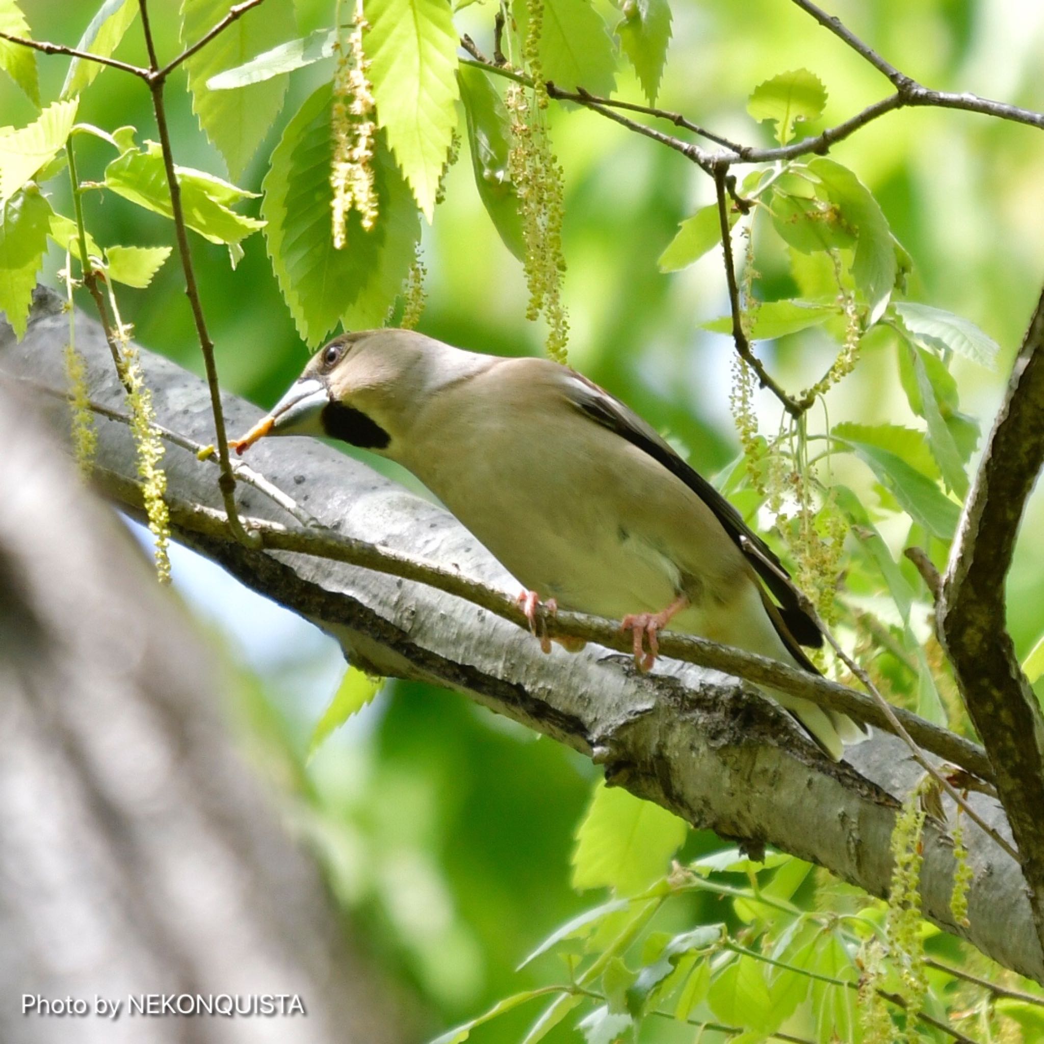 Photo of Hawfinch at 西宮市 by NEKONQUISTA