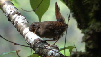 2022年4月23日(土) 赤目四十八滝の野鳥観察記録