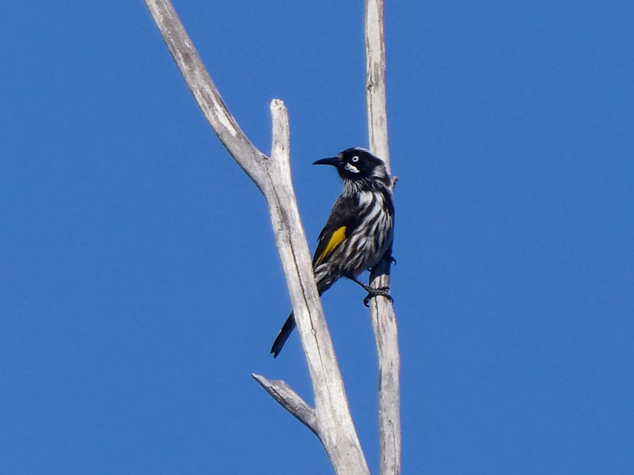 Photo of New Holland Honeyeater at Manly, Australia by Maki