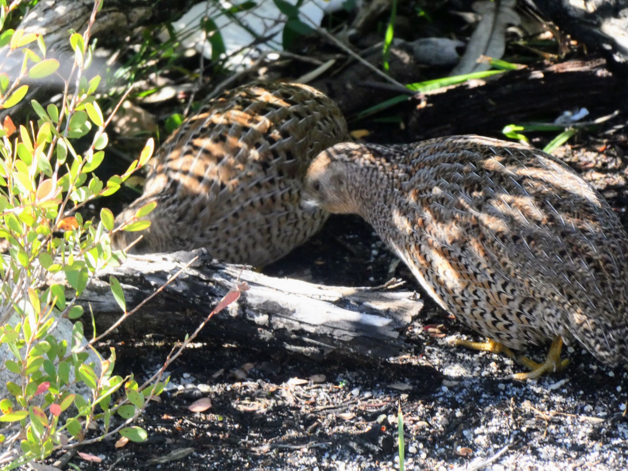 Manly, Australia ヌマウズラの写真 by Maki