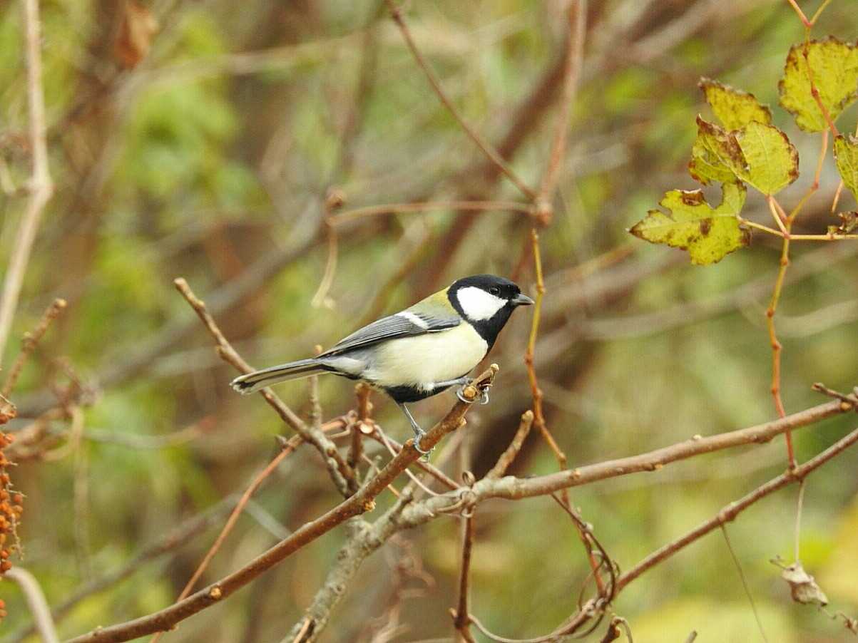 Japanese Tit