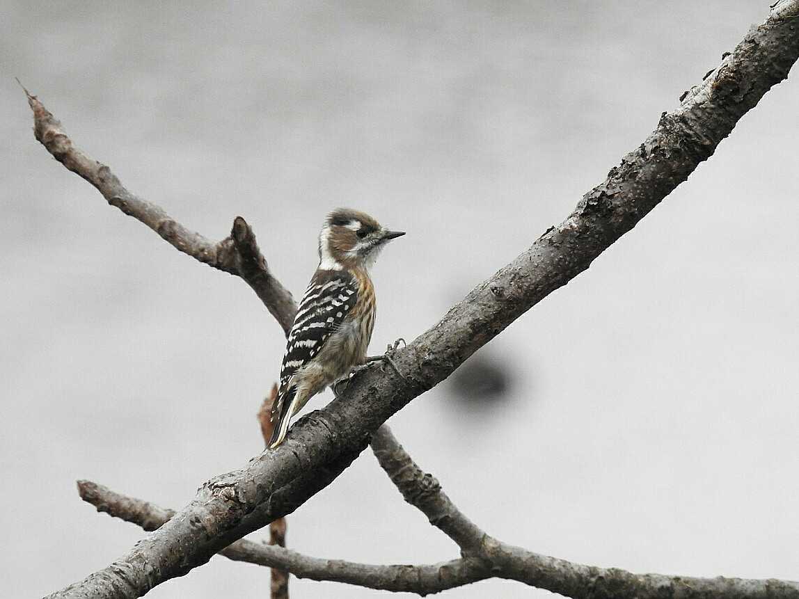 Japanese Pygmy Woodpecker