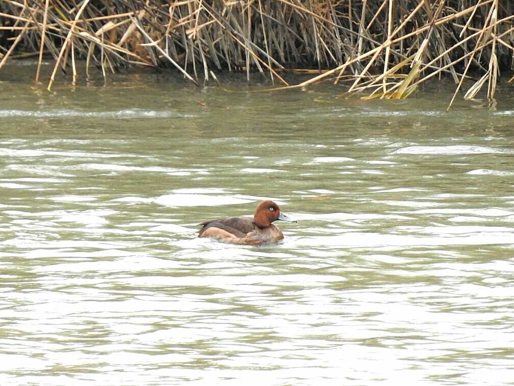 Ferruginous Duck