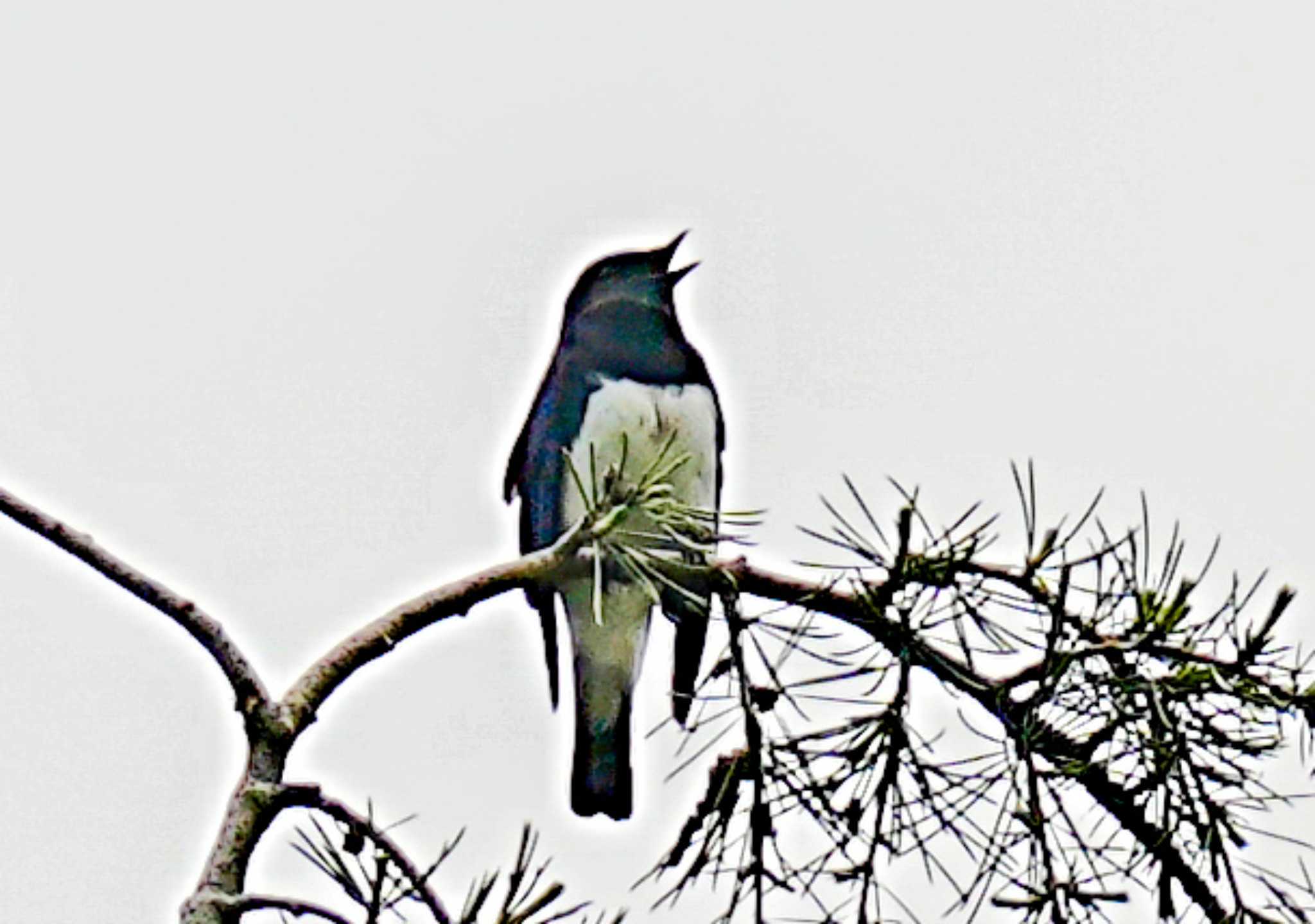 Blue-and-white Flycatcher