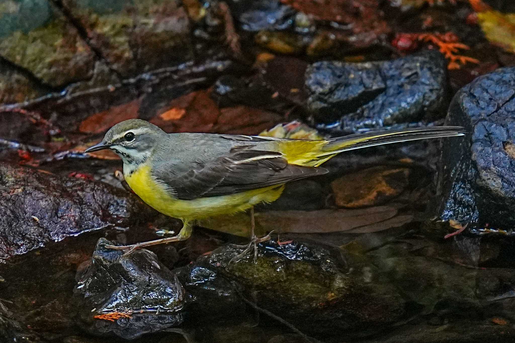 Grey Wagtail