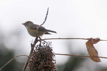 Red-flanked Bluetail Hayatogawa Forest Road Wed, 11/22/2017