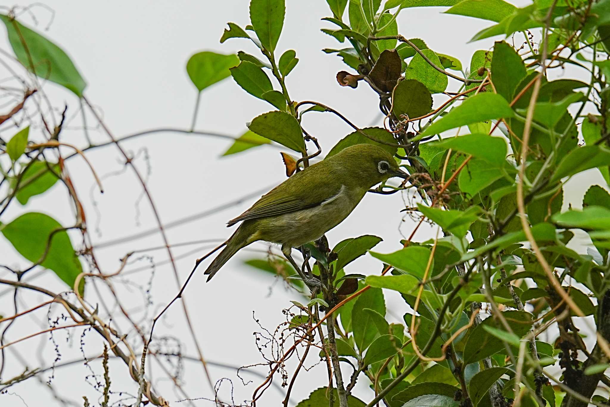 Warbling White-eye