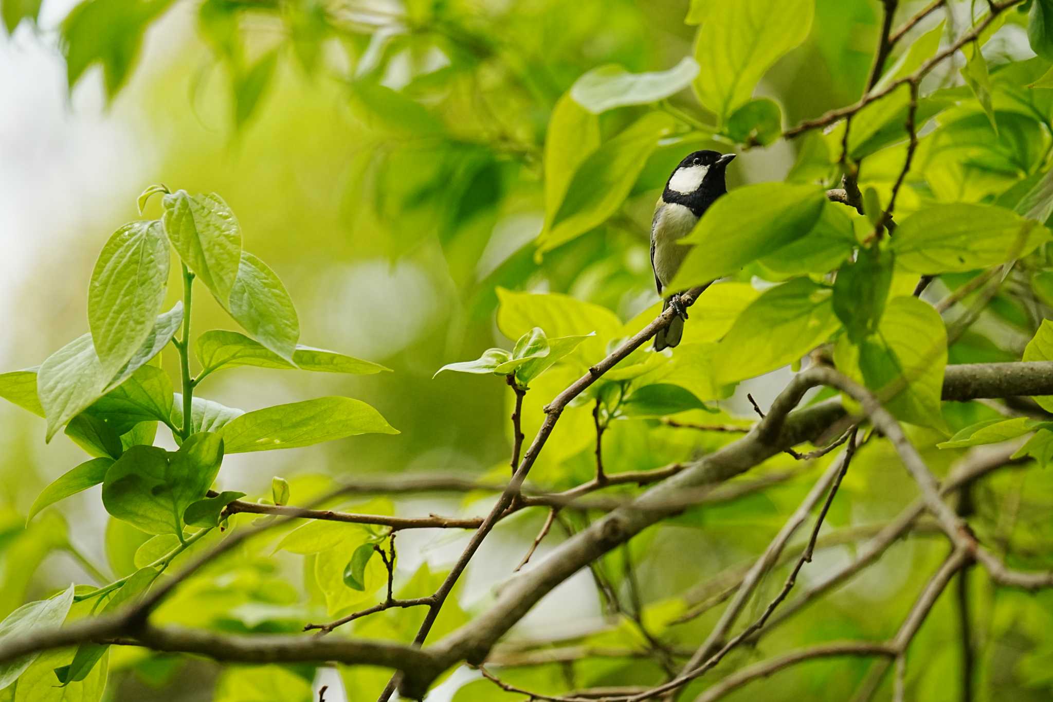 Japanese Tit