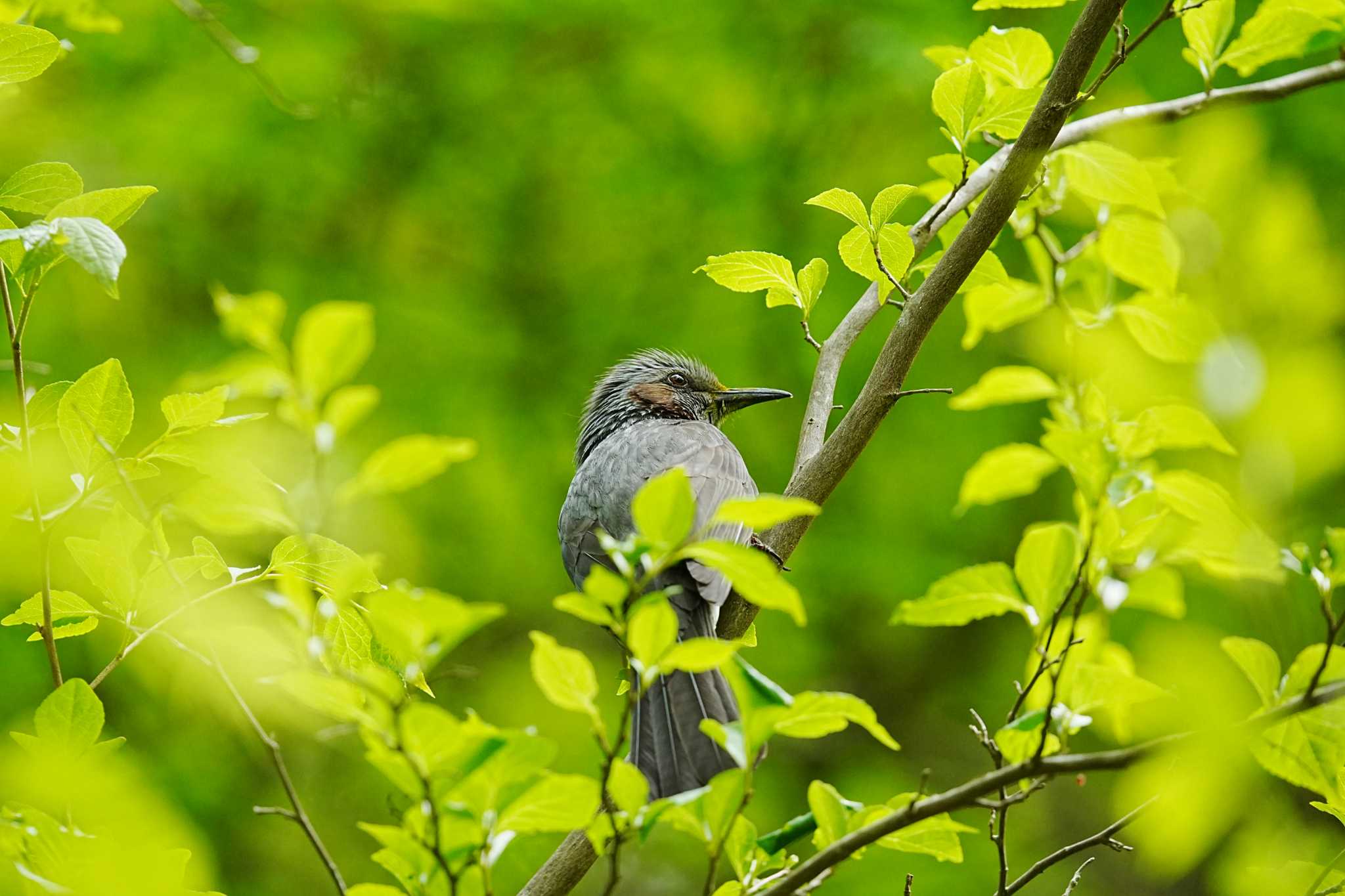 Brown-eared Bulbul