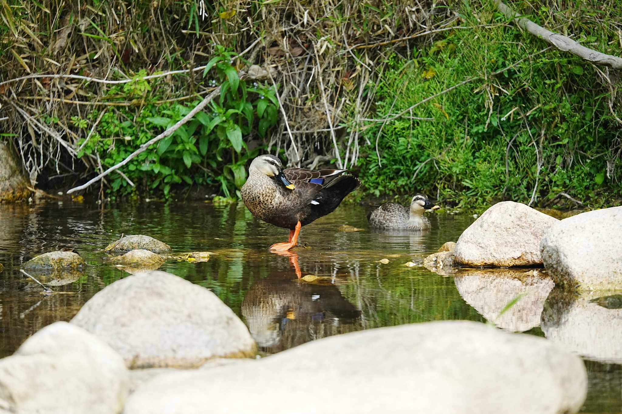 Eastern Spot-billed Duck