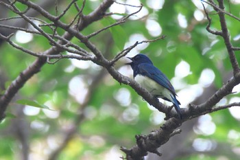 Blue-and-white Flycatcher 箕面市 Sat, 4/23/2022