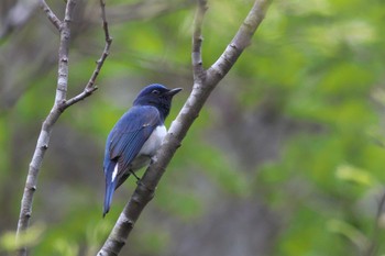 Blue-and-white Flycatcher 箕面市 Sat, 4/23/2022