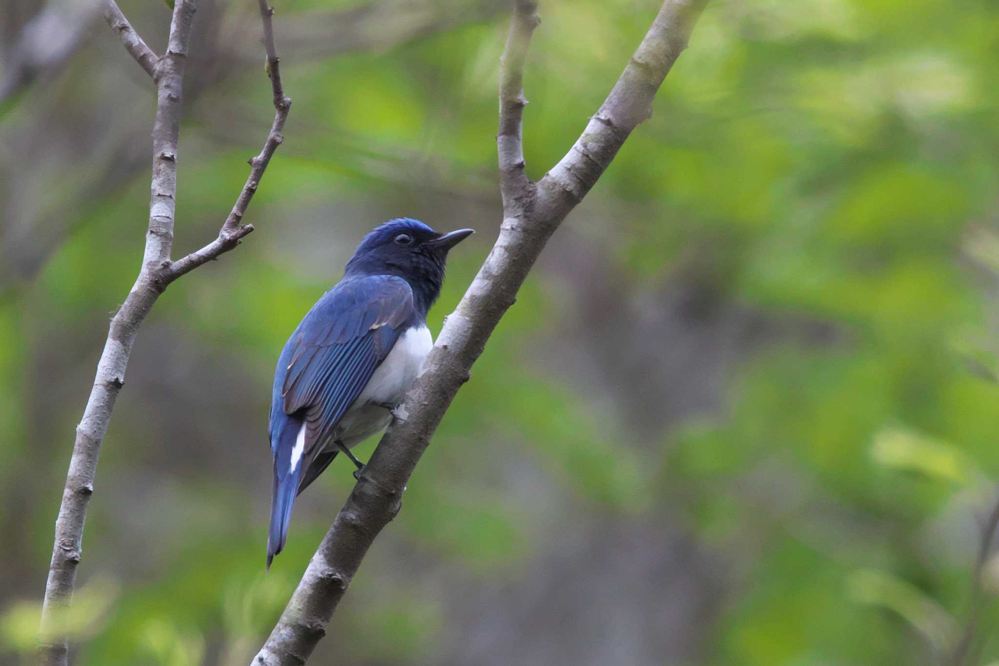 Photo of Blue-and-white Flycatcher at 箕面市 by img.tko.pict