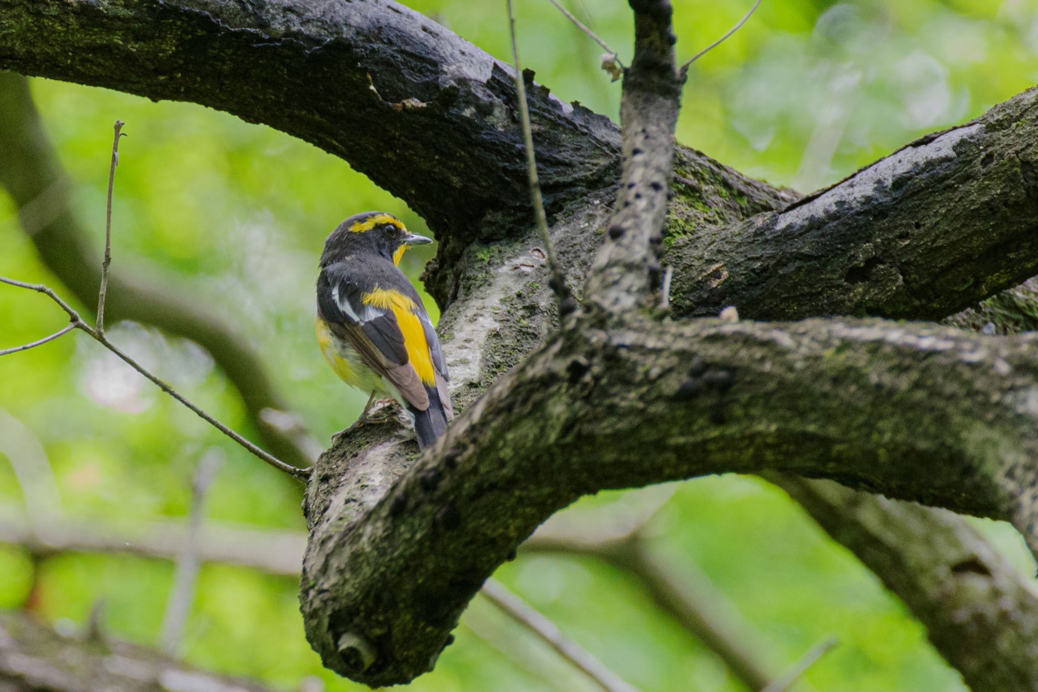 明治神宮 キビタキの写真 by Marco Birds