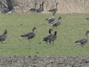 Cackling Goose 十勝川河川敷 Sat, 4/23/2022