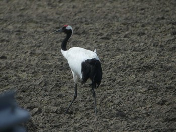 2022年4月23日(土) 十勝川河川敷の野鳥観察記録