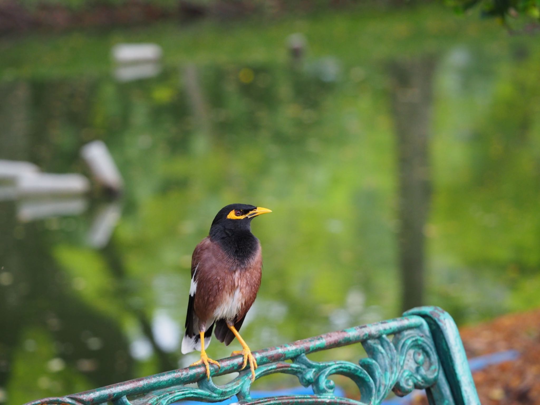 Chatuchak Park インドハッカの写真 by ハイウェーブ