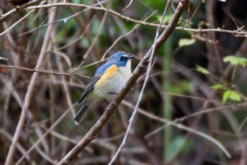 Red-flanked Bluetail Hayatogawa Forest Road Wed, 11/22/2017